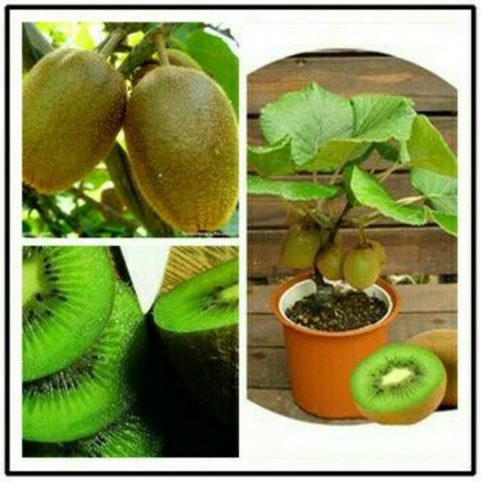 bibit tanaman buah kiwi