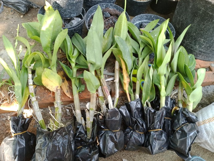 Anggrek Den White Diamon Star