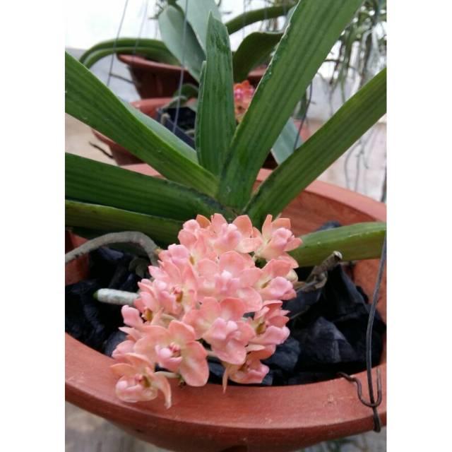 Bunga Anggrek retusa dewasa  (orange muda)