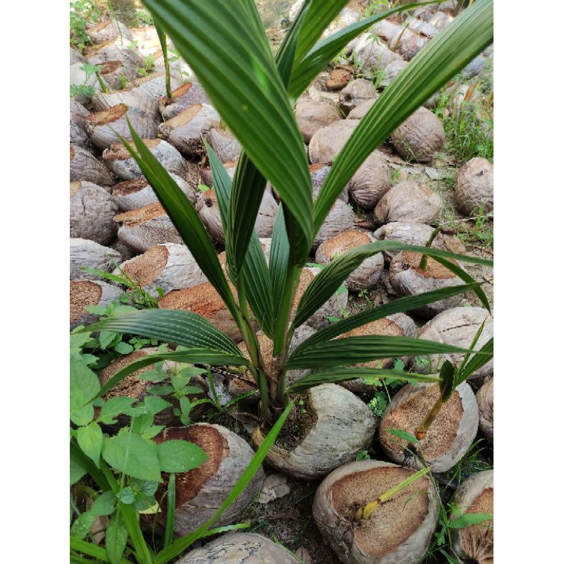 

kelapa hibrida 2 tunas, 2 mata asli, tanpa dibuat buat