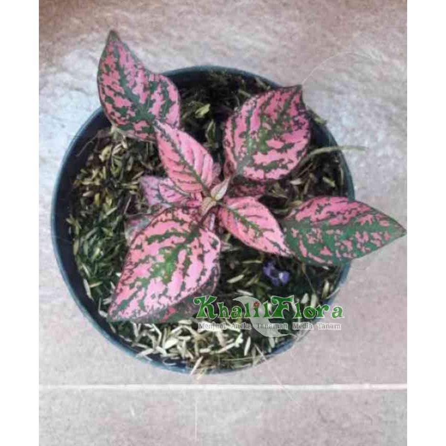 Tanaman Hias Daun Hypotes Pink