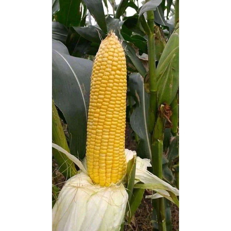 

jagung kulit jagung manis cocok untuk rebus dan bakar