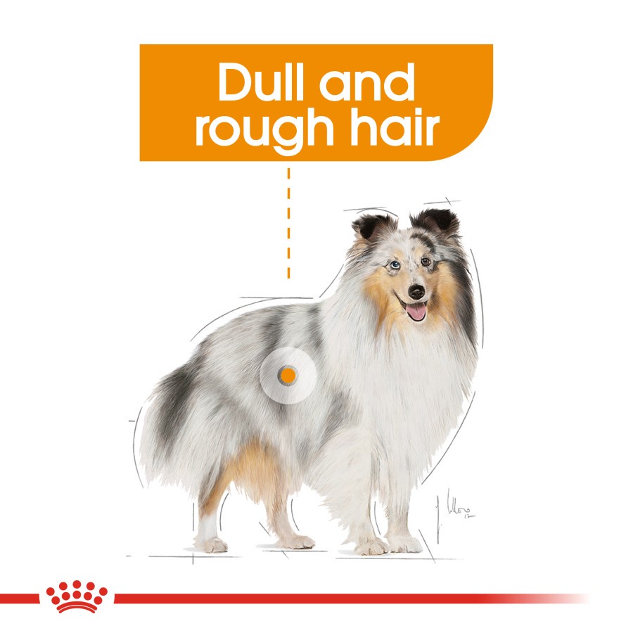 Royal Canin Coat Care Loaf 85 gr Hair &amp; Skin Dog Makanan Basah Anjing