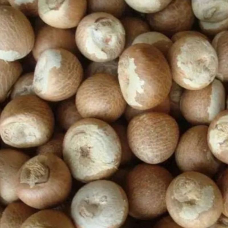

Jual Biji Pinang Kering 1 Kg