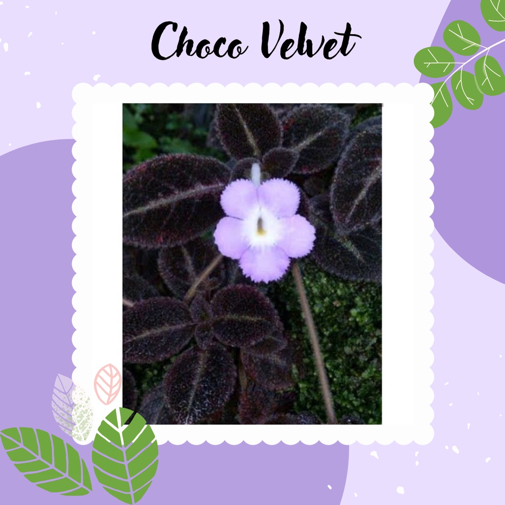 Episcia Choco Velvet Chocolate Velvet Tanaman Hias Gantung Episcia Choco Velvet Bunga Ungu
