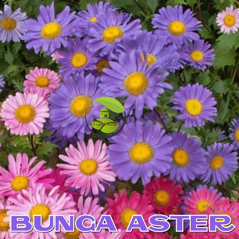 Benih biji bunga aster