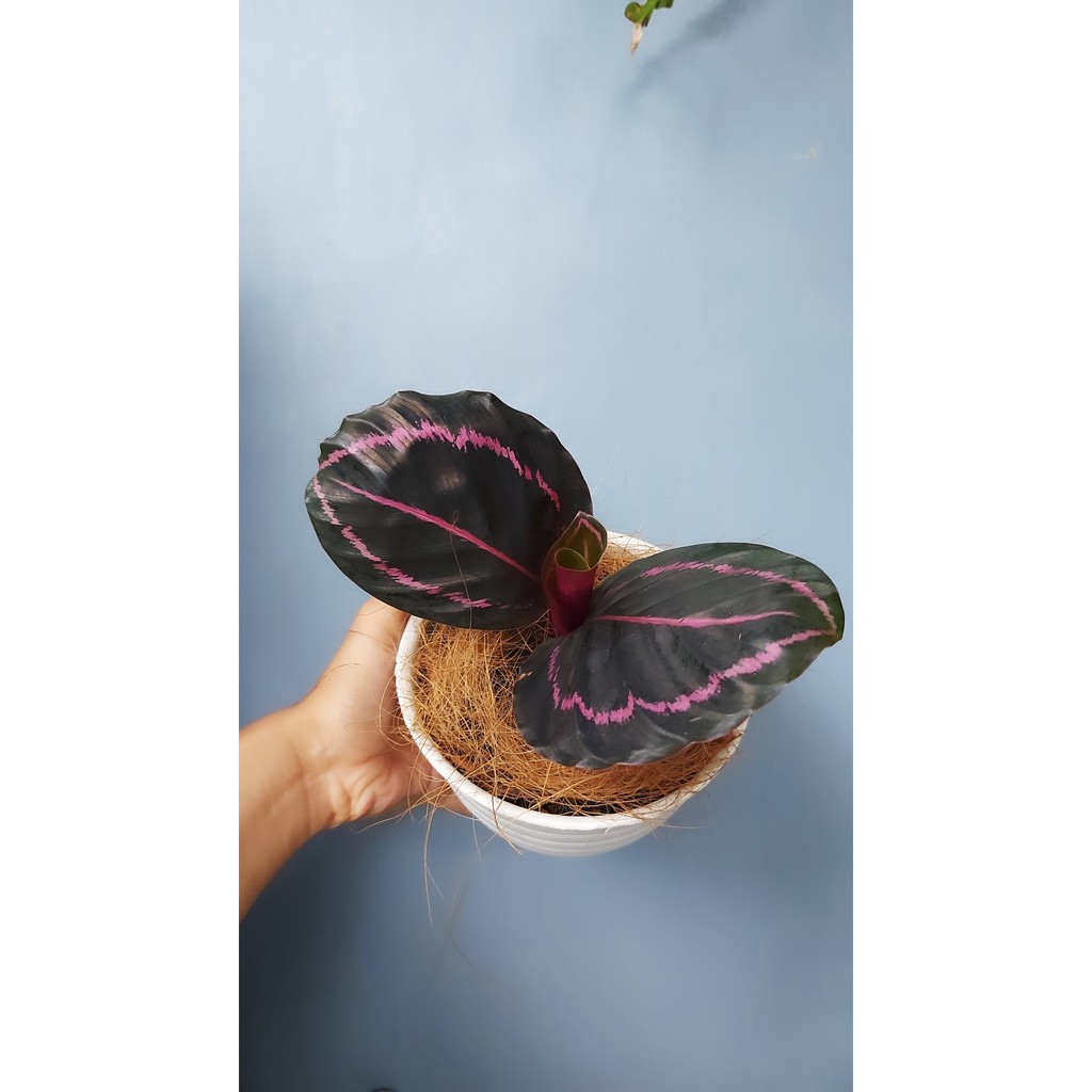 [CALATHEA] Black Lipstick