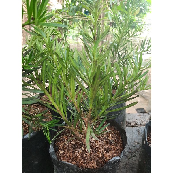 Bahan Bonsai Lohansung