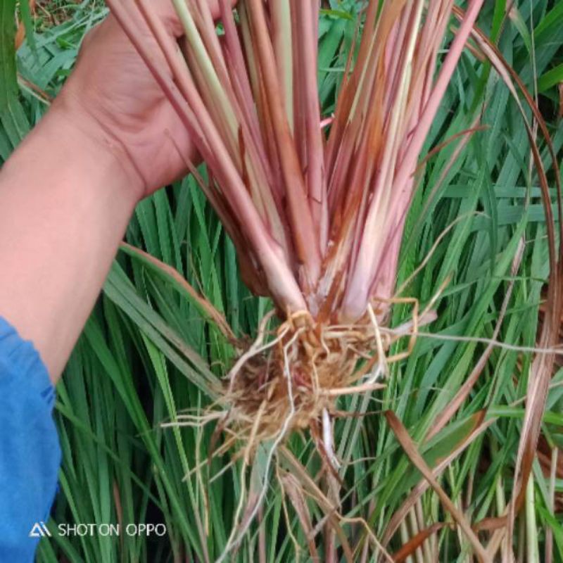 

Sereh Wangi Sereh Merah Segar 500g