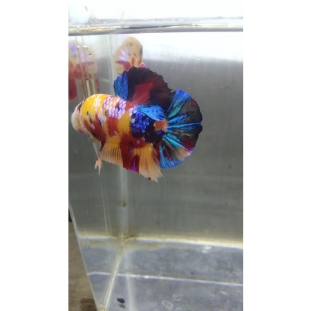 multicolour yellow base multicolour