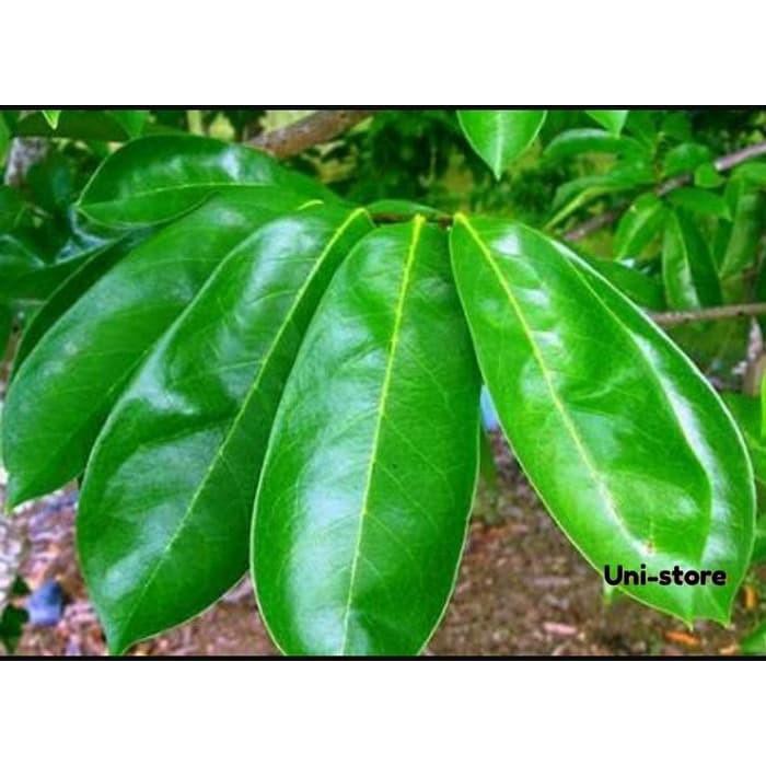 

DASYAT DAUN SIRSAK ORGANIK SEGAR/BASAH 100% !!!