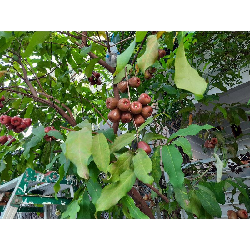 bibit cangkok jambu air dalhari