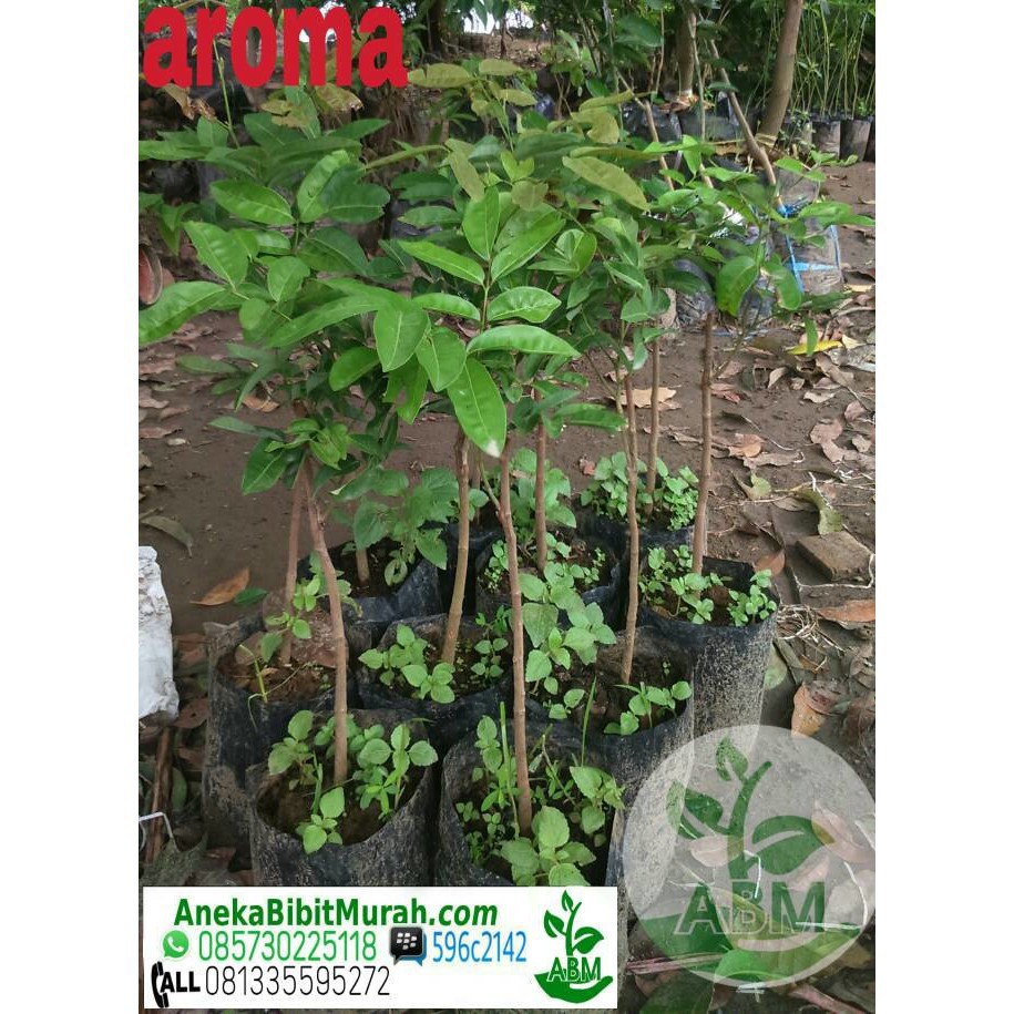 

Kelengkeng Aroma Dan Mata Lada Unggulan