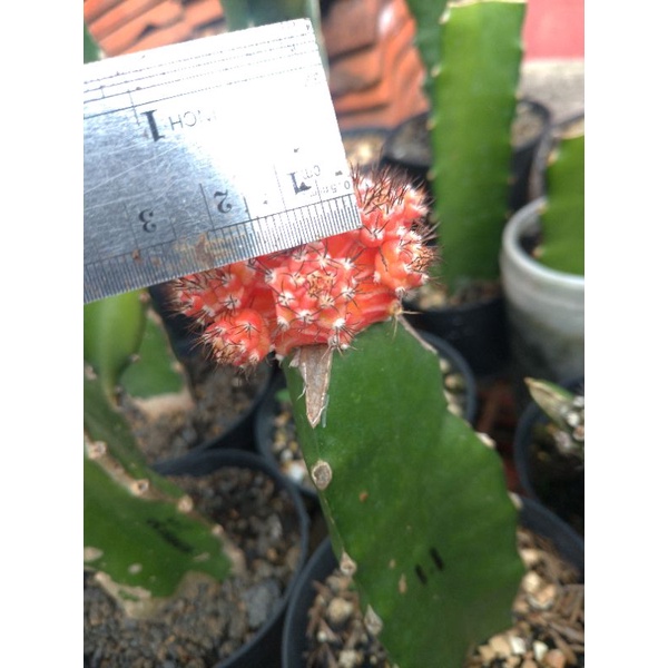 potelan kaktus gymno Starfire Aurea