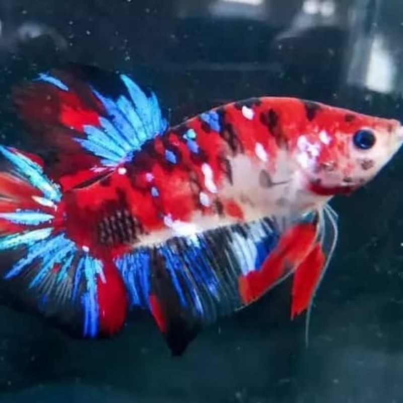 ikan cupang nemo galaxy sepasang siap breed