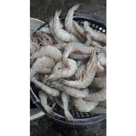 

udang sedeng