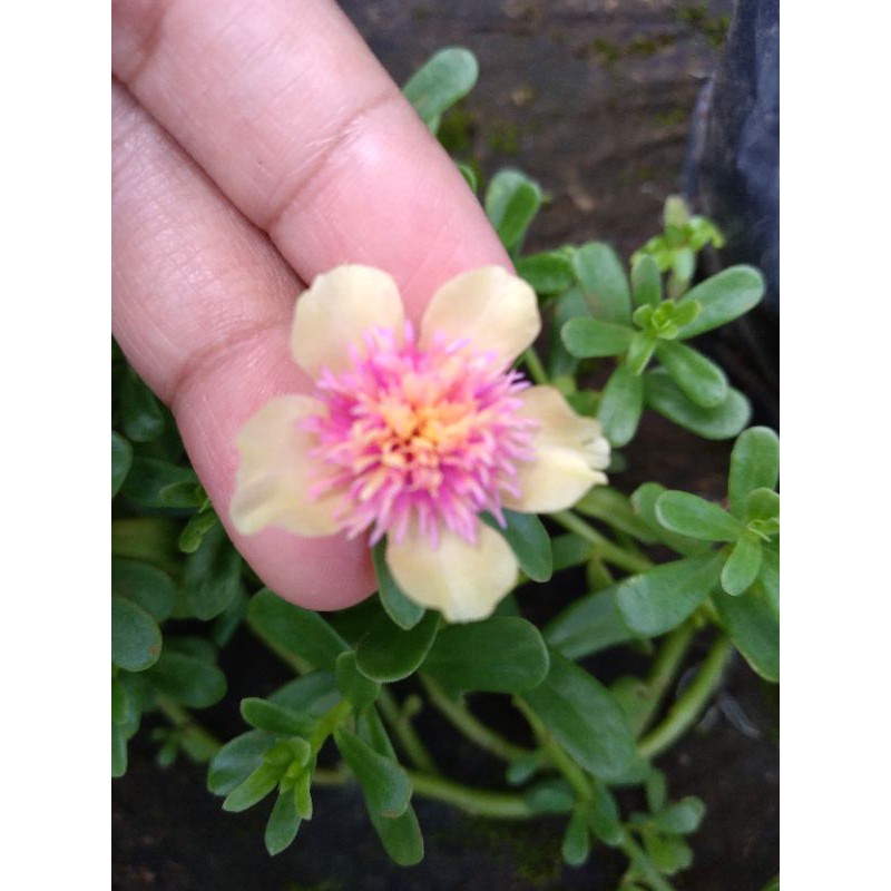 BUNGA MOSSROSE/KROKOT JAMBUL CREAM-PINK