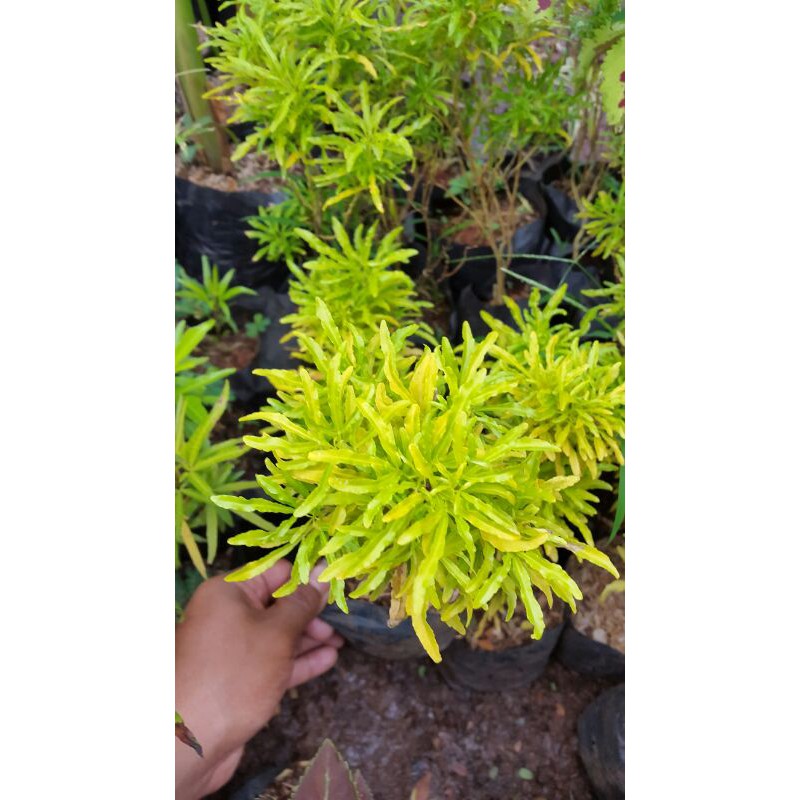 

Berokoli