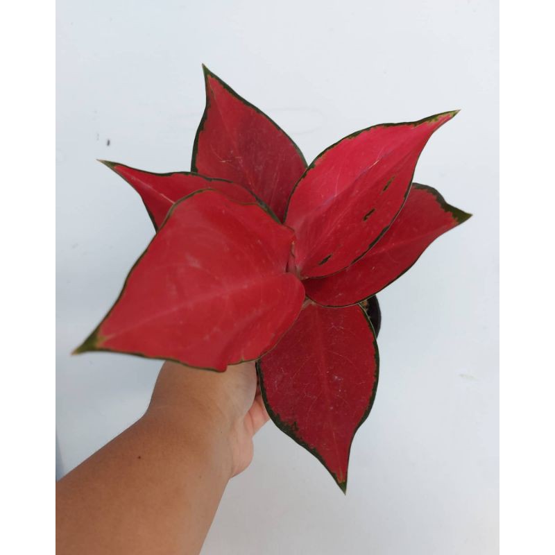 Bonggol Aglonema Suksom Jaipong