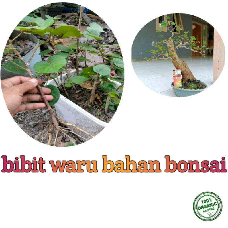 bibit waru lokal/bahan bonsai waru