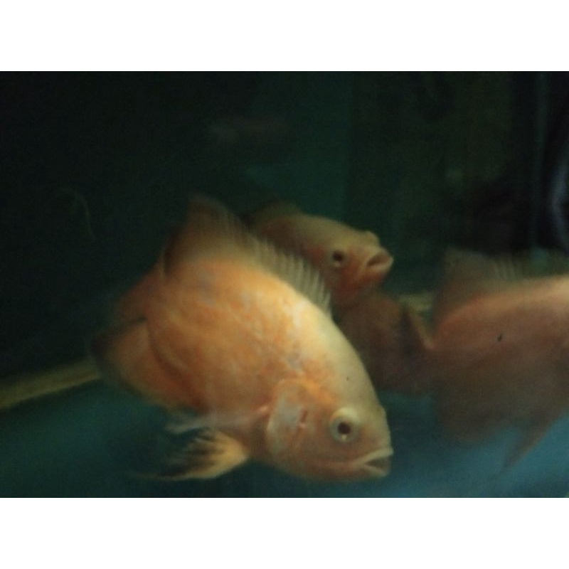 ikan Oscar paris albino