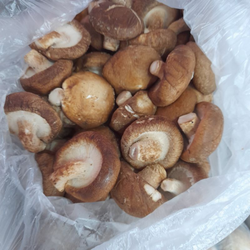 

jamur shitake basah 500 gram