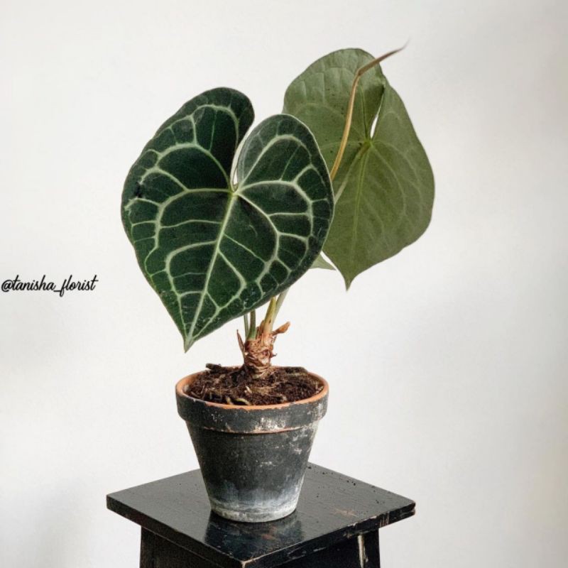 Anthurium Tarantula (Kuping Gajah)