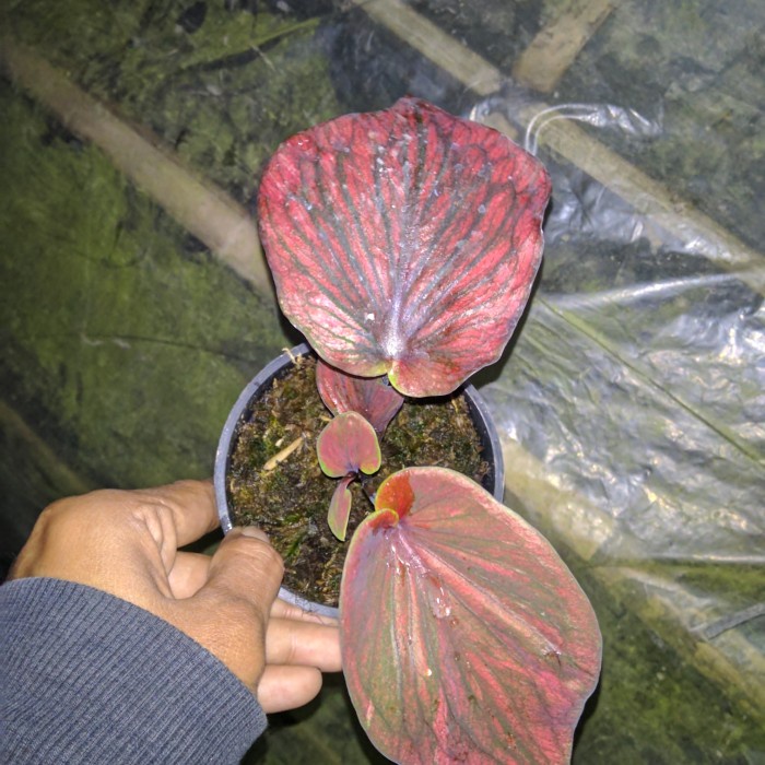 keladi hybrid silangan nagoya tanaman hias caladium