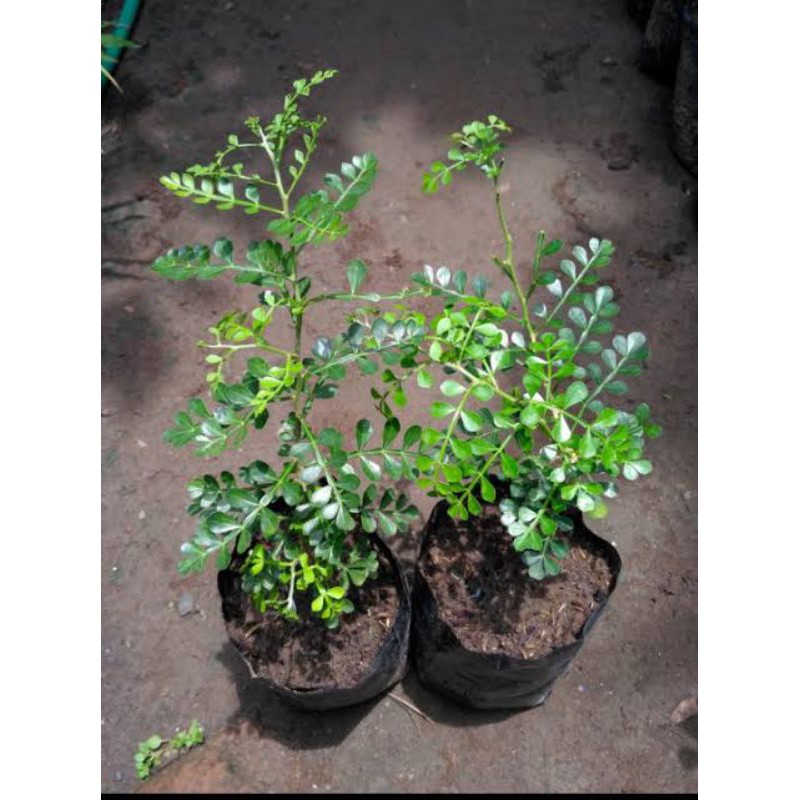 Biji Kawista Untuk Bahan Bonsai