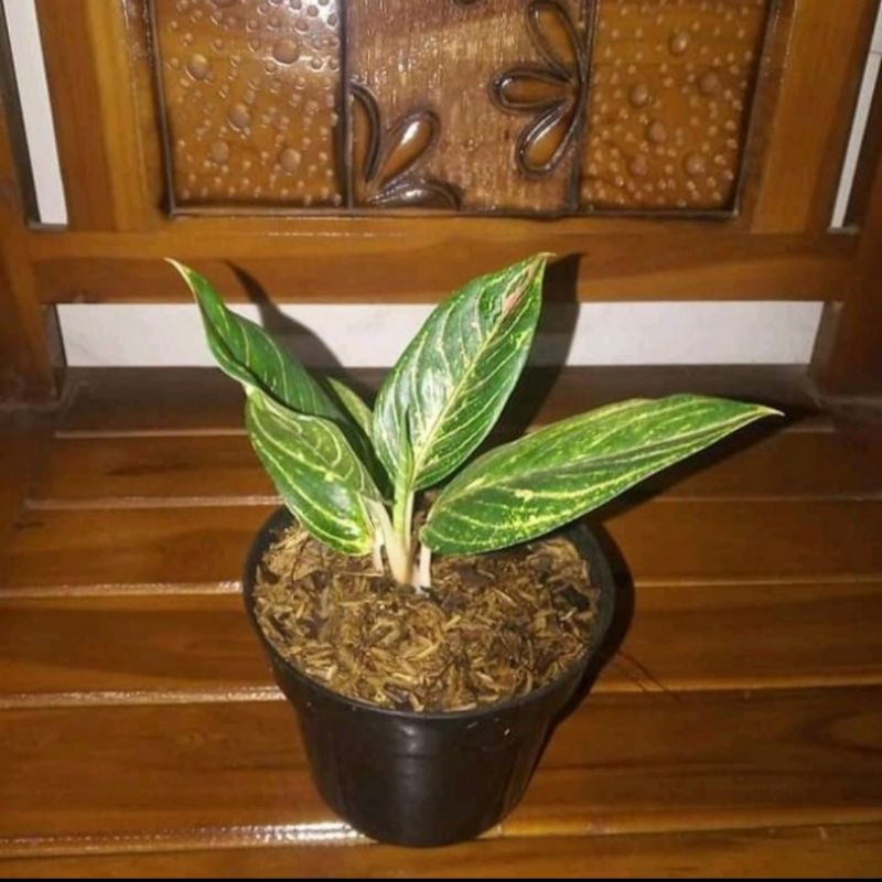 bibit aglonema QUEN OF SIAM