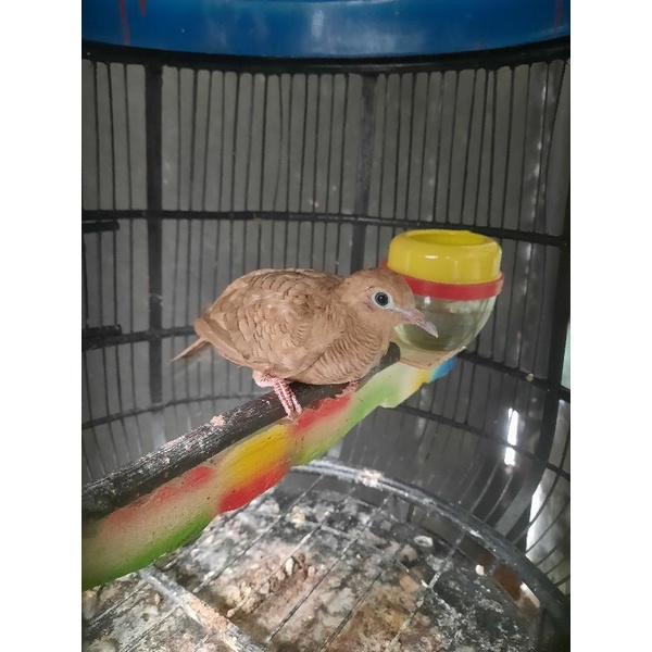 Perkutut Moka/Coklat Majapahit