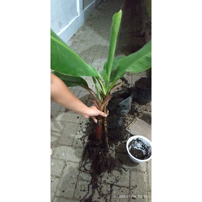 pisang kidang