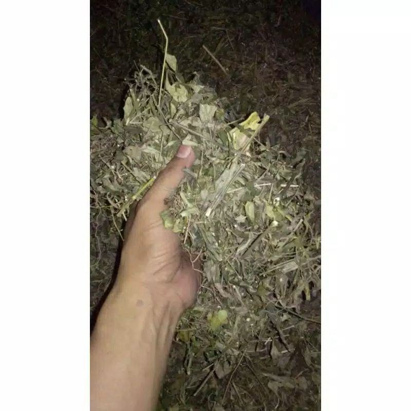 

Daun sambiloto 1kg termurah