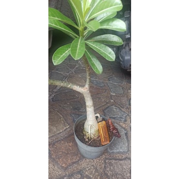 Bonsai Andenium bonggol besar bunga pink