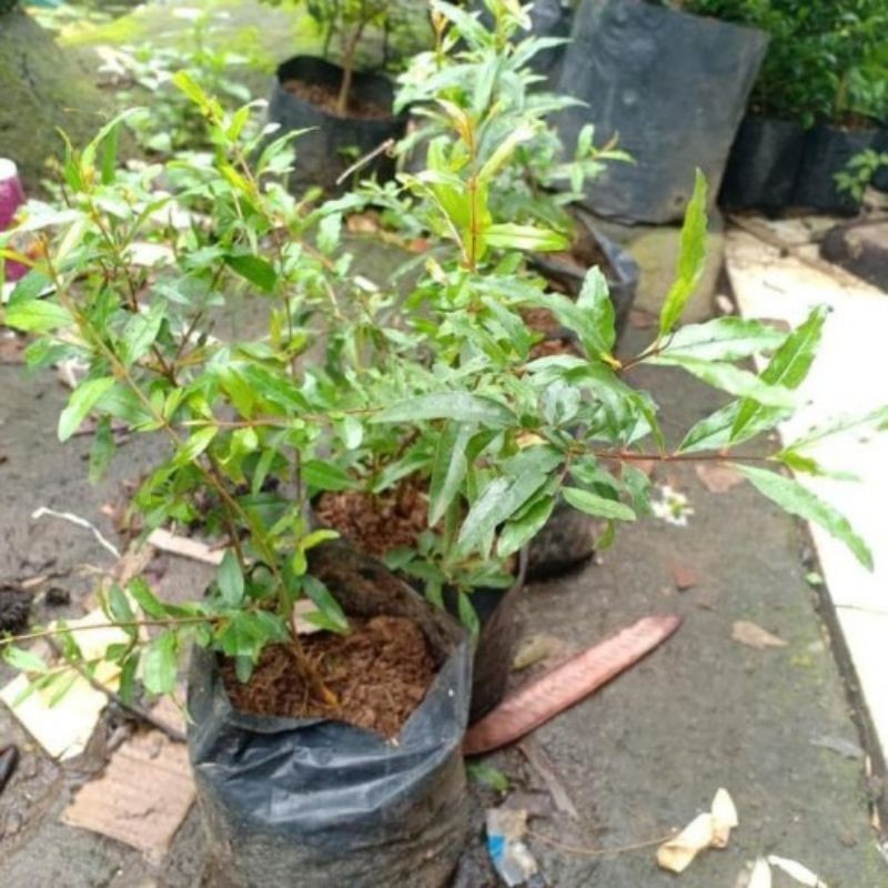 Pohon Delima Hitam Bibit Delima Hitam Tanaman Delima Hitam