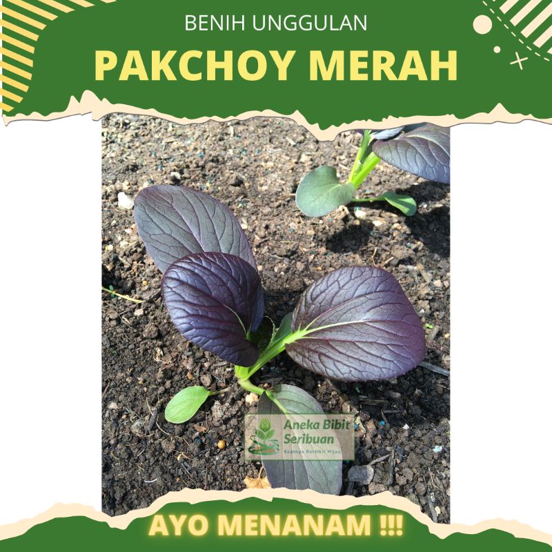 10 biji - benih pakchoy merah benih pakcoy ungu