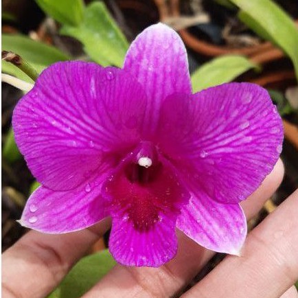 bibit Anggrek Dendrobium Fuchsia Strip Dewasa siap bunga, spike dan knop