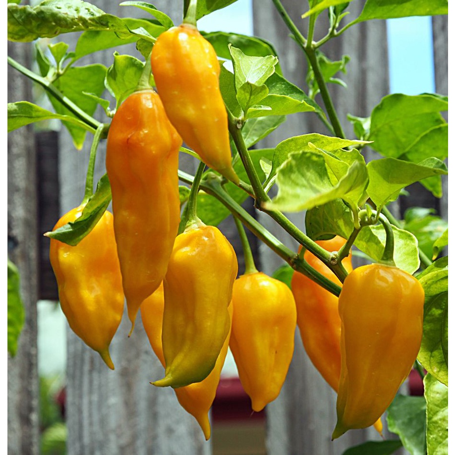 Benih Bibit Biji - Cabai Yellow Bhut Jolokia Ghost Kuning Cabe Pepper Seeds