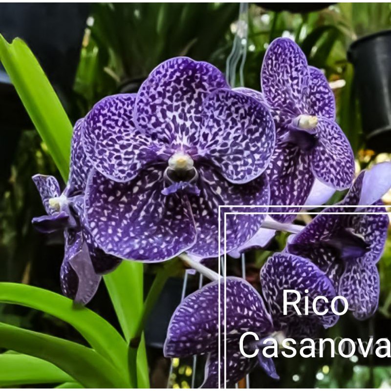 Anggrek Bunga Vanda Dewasa Wirat X Gordon Dillon - Tanaman Anggrek Vanda Biru - Anggrek Vanda Bunga 