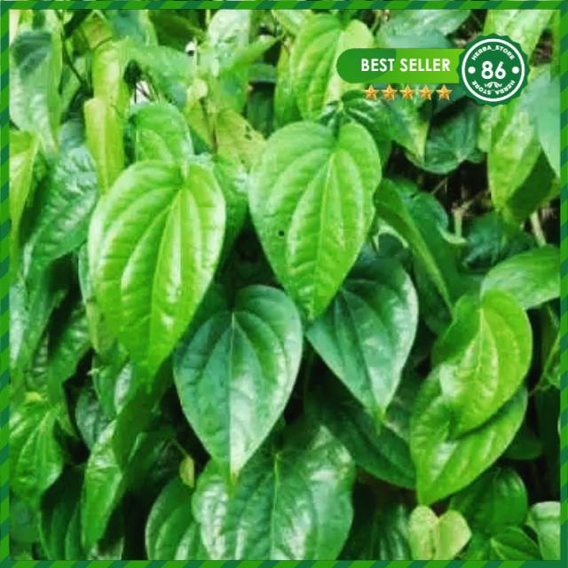 

Daun Sirih Segar Langsung Dipetik 150/Lembar Murah
