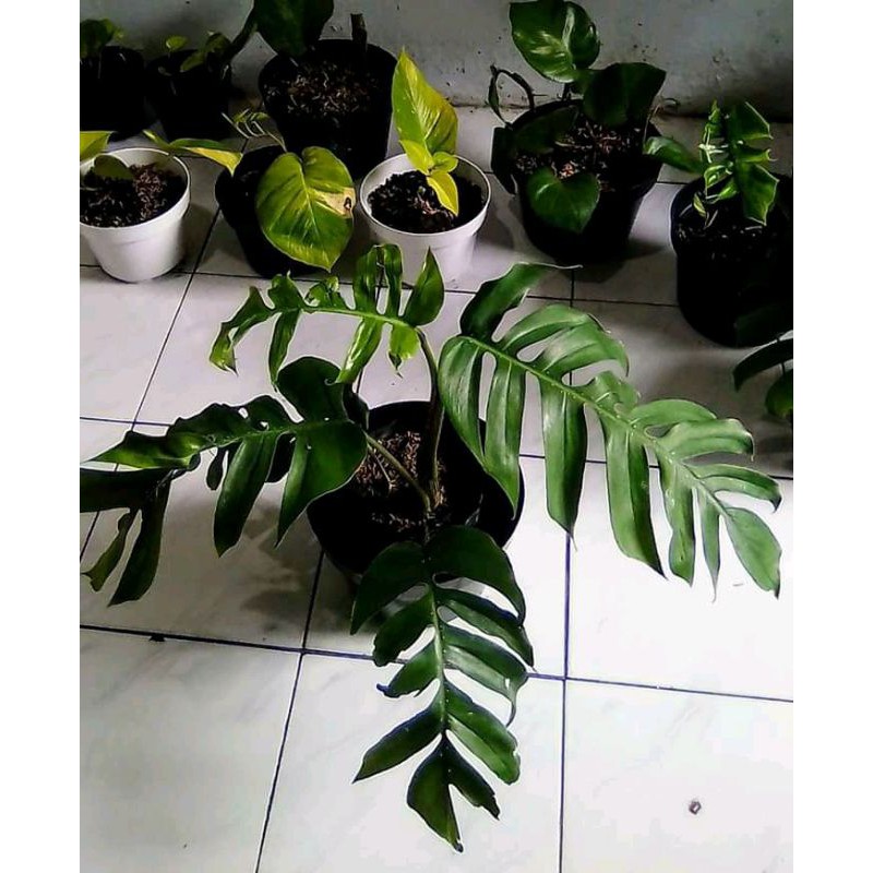 monstera ekor naga