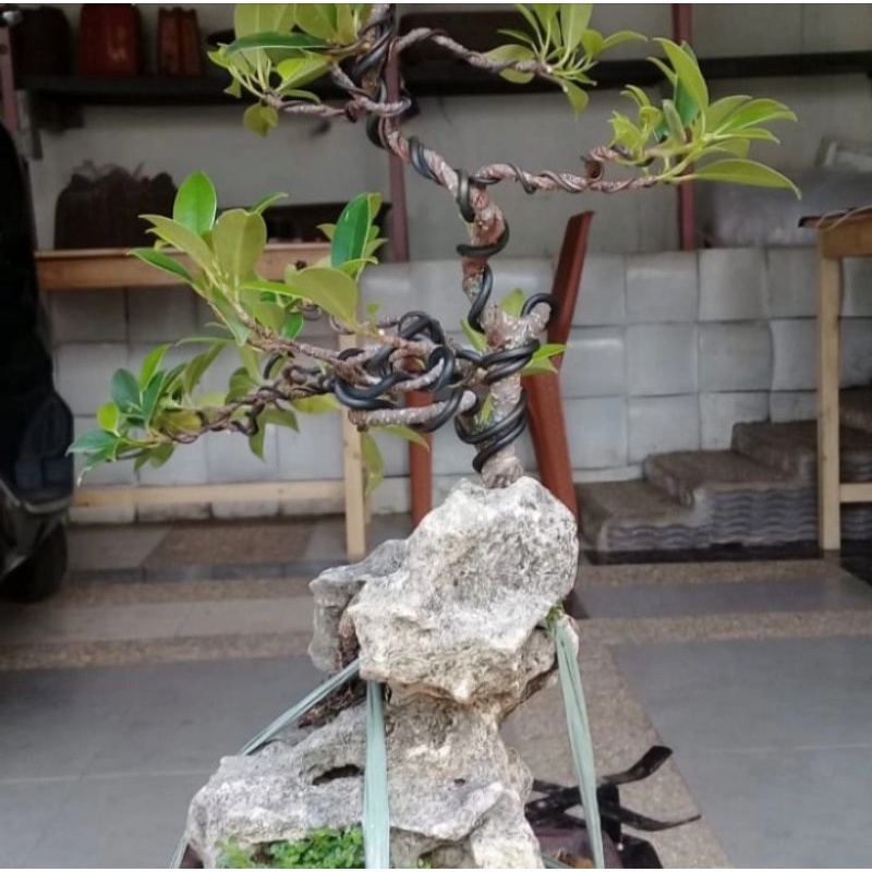 bonsai kimeng (on the rock)