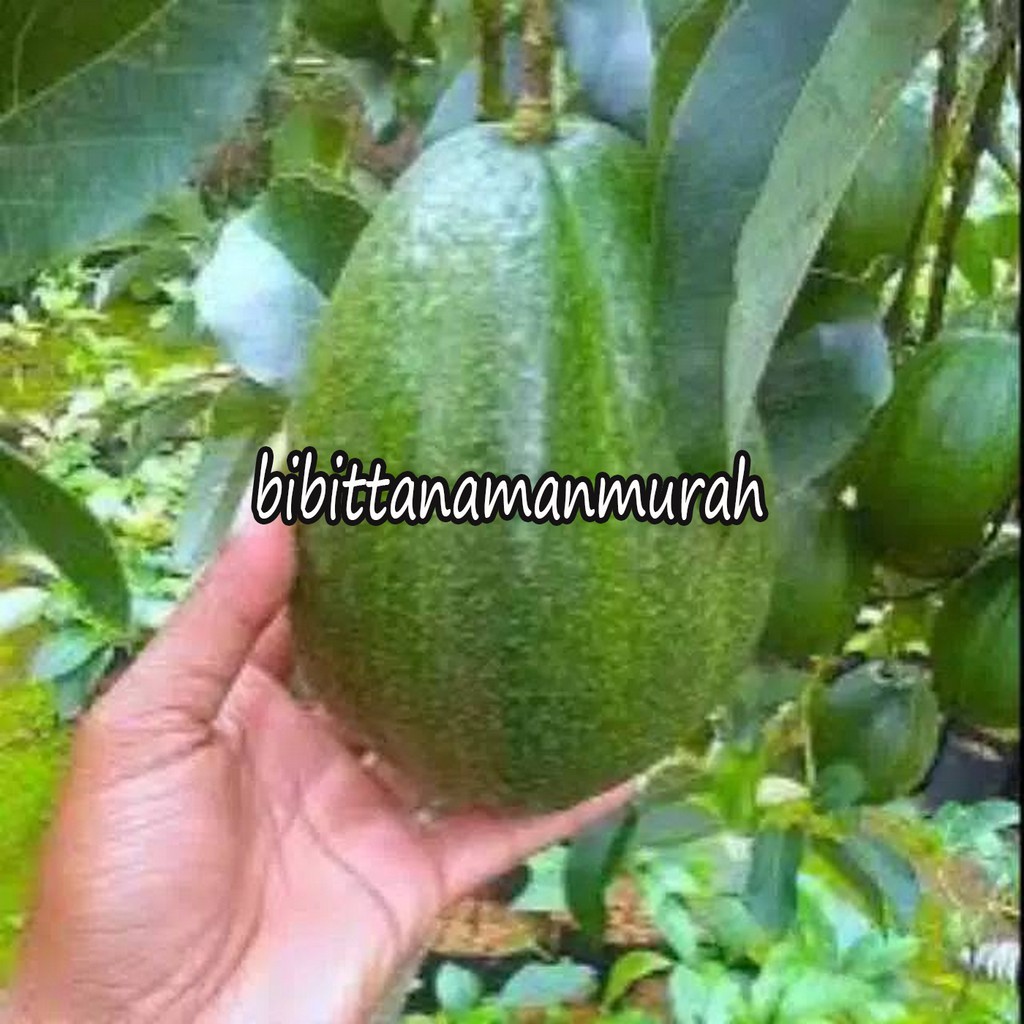 Bibit buah alpukat miki depok