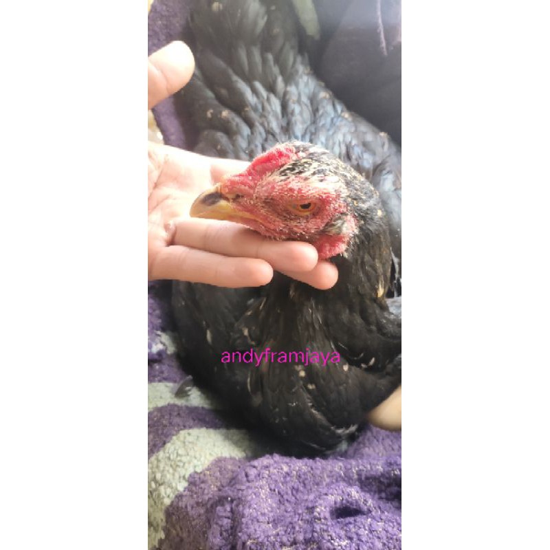 telur ayam shamo fertil