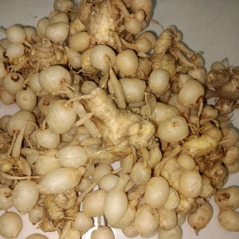 

rempah kunyit putih super asli /segar karanganyar⭐⭐⭐⭐⭐