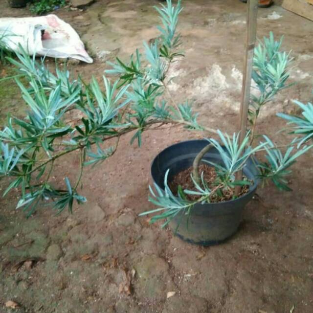 Tanaman hias Lohansung daun silver - am taman