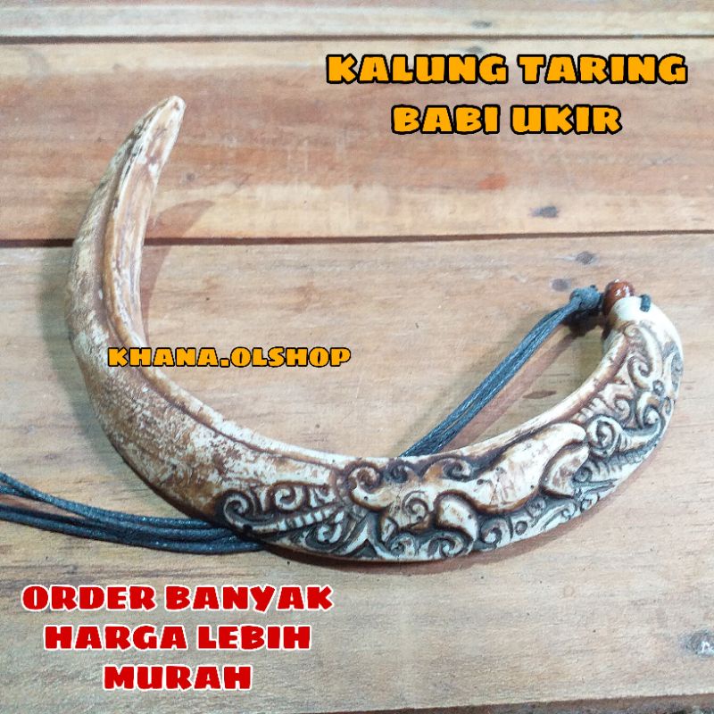 kALUNG TARING BABI ETNIK DAYAK TARING BABI JUMBO