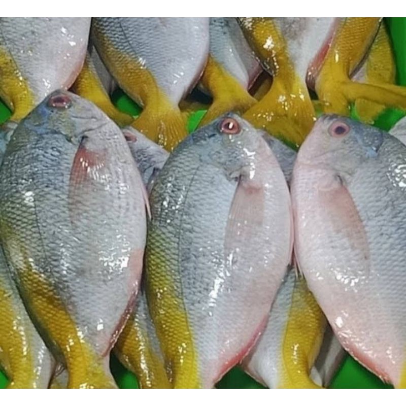 

ikan ekor kuning segar