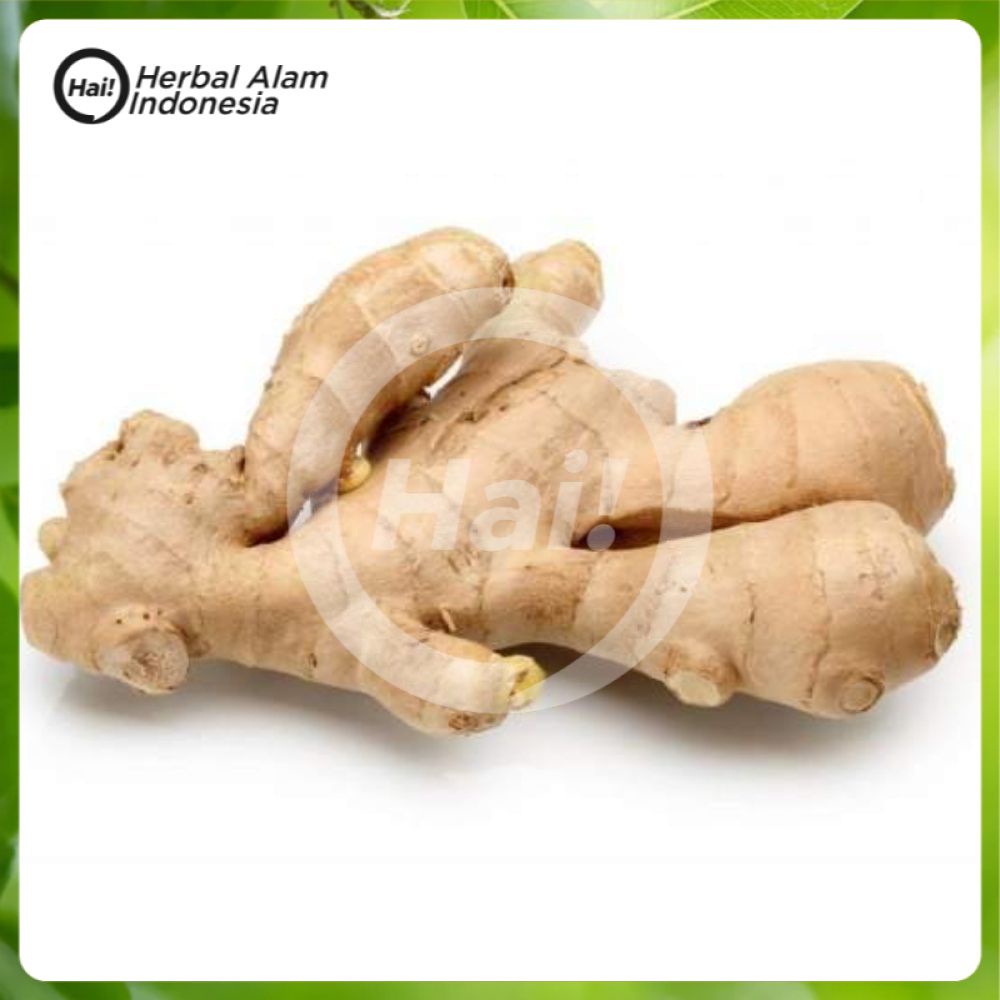 

LEMPUYANG SEGAR 250 GRAM OBAT HERBAL MUTIARA ALAM HAI STORE