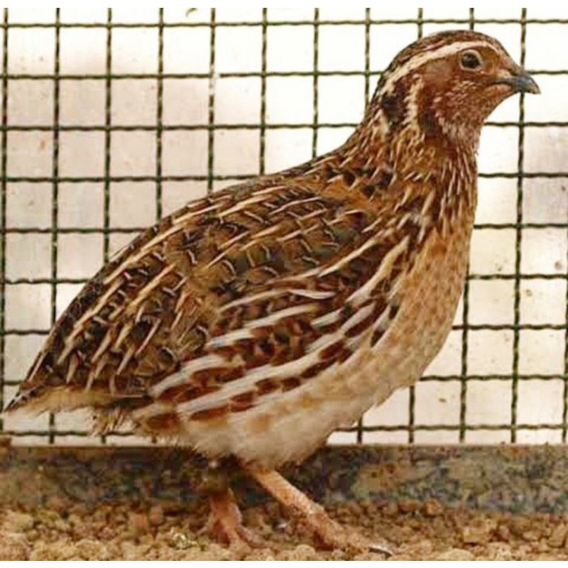 Burung Puyuh Dewasa Super Top - Beli 10 Gratis 1 Ekor